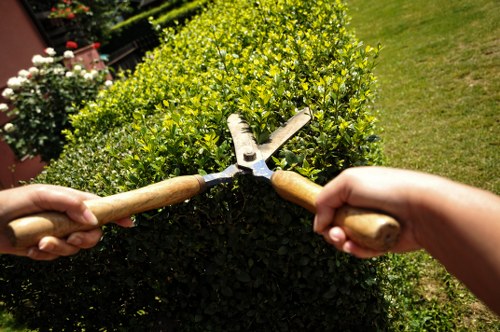 Accessible Tree Surgeons Kingscross content introduction image